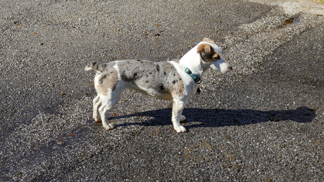 1906295218 grijze hond in grijs gebied
