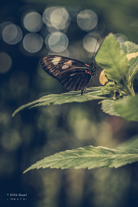 Parides iphidamas