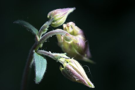 De schoonheid van de natuur