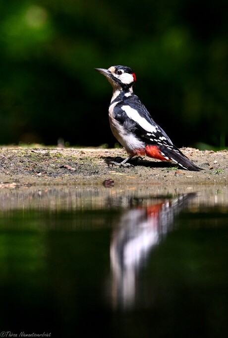 Woodpecker Mirror