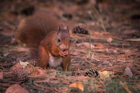 eekhoorn in de herfst @ Drunensche Duinen