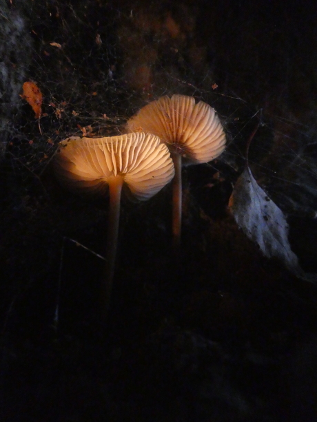 Paddenstoelen in de ochtend