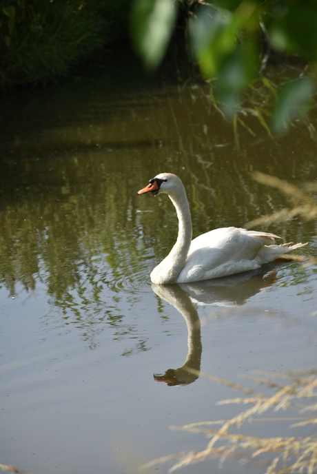 De zwaan met een waterspiegel 