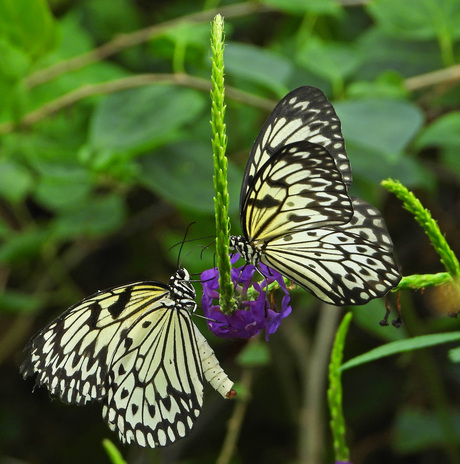 twee tropische vlinders, 