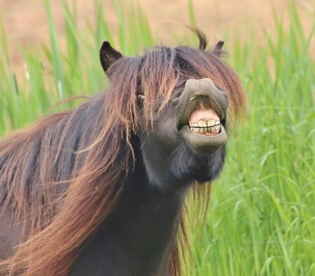 Pony: is mijn gebit nog goed?