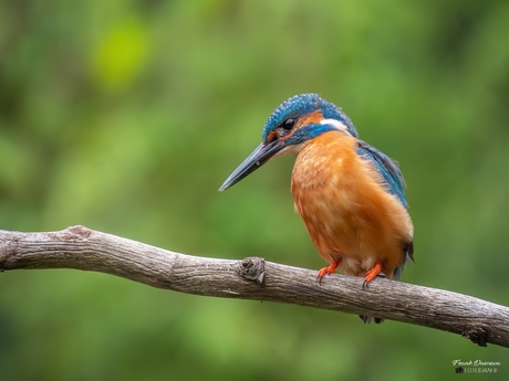 IJsvogel (Alcedo atthis).