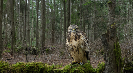 buizerd