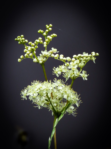 Moerasspirea 