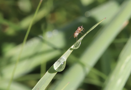 Lonchoptera
