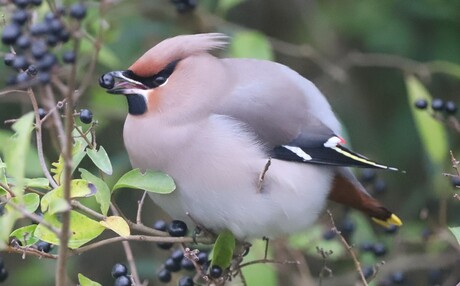 pestvogel