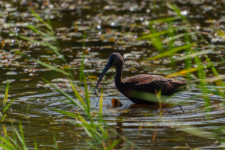 Zwarte ibis 