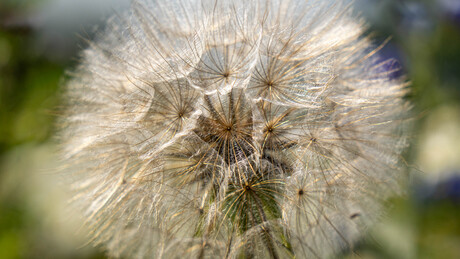 Grote pluis
