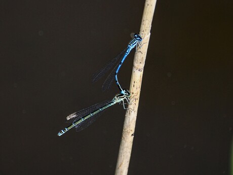 Je t'aime..., moi non plus 