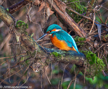 Ijsvogeltje bij de Worm 