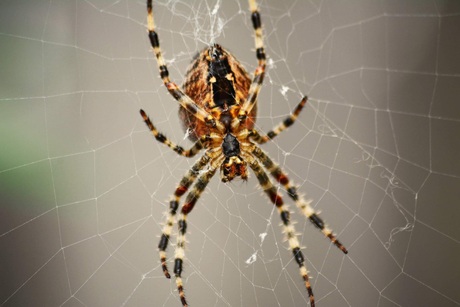 Spider in the web