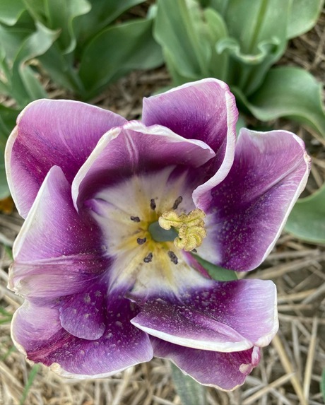 Tulp