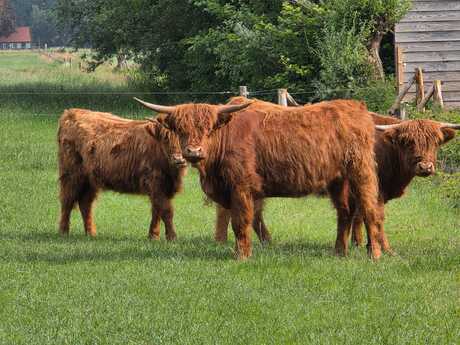 Schotse hooglanders 