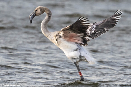 europese flamingo - 9984