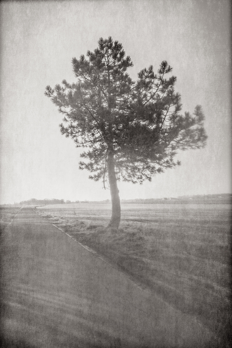 Solitary Trees#2