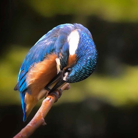 Jonge ijsvogel 