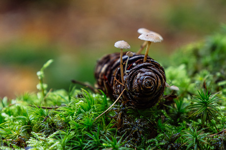 Dennenpaddestoelen