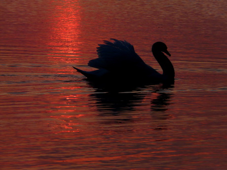 uit het archief 2010.