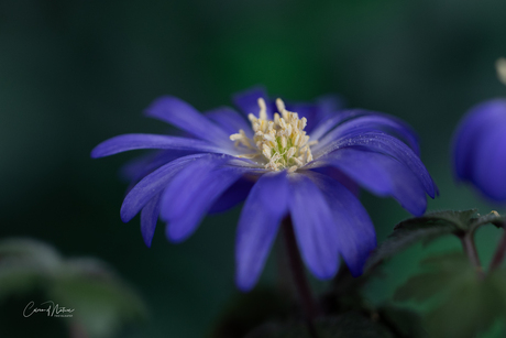 Anemone blanda 