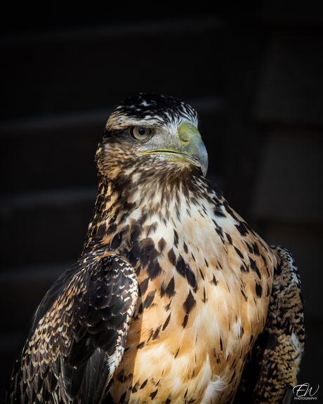 Oog in oog met de koning van de lucht
