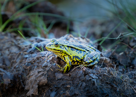 Gewone groene kikker 