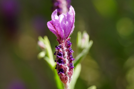 lavendel
