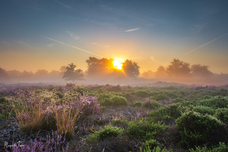 Groene en paarse heide.