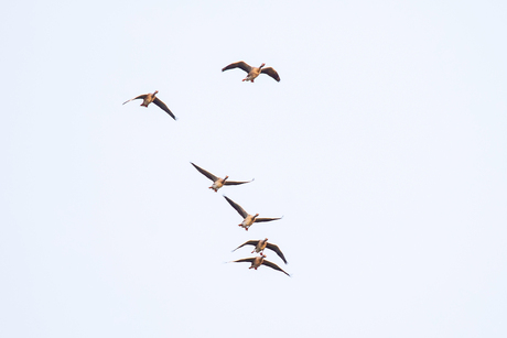 Grauwe ganzen in de vlucht