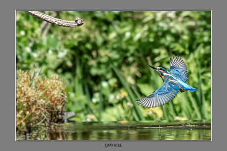 ijsvogel