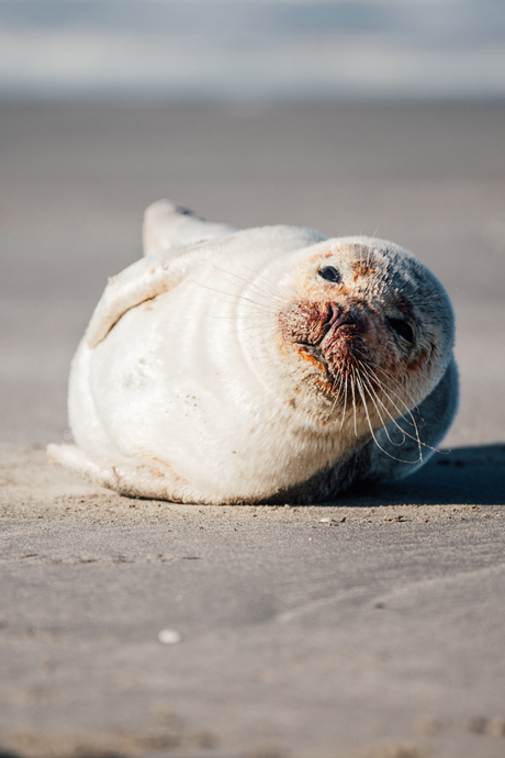 Zeehond in de zon