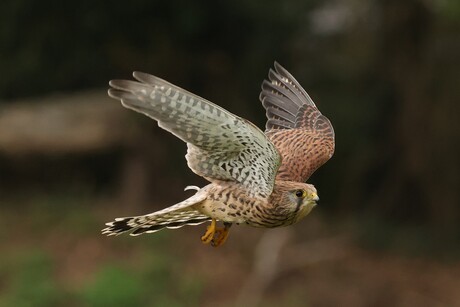 Torenvalk in volle vlucht
