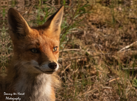 🦊 De magie van de wildernis! 🦊