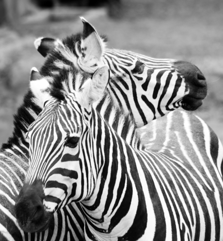 Zebra's