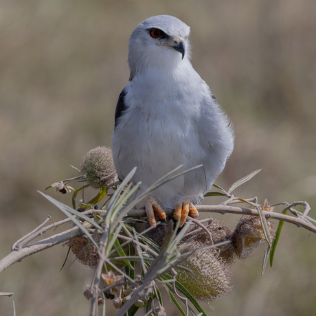 Grijze Wouw in Ngorongoro Crater