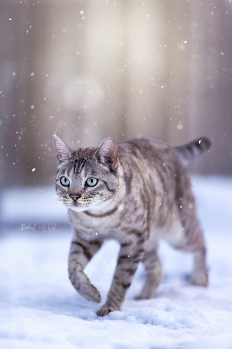 Walking through the snow