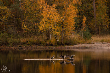 Herfstmoment bij de Vennen