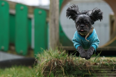 Vliegende hond uit een tunnel
