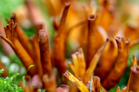 Dansende kleverige koraalzwammetjes