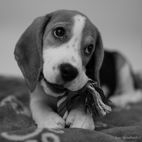 Nola (beagle puppy)