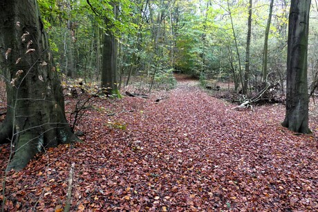 P1270148  Staalduinse Bos  nr2  HERFST  TAPIJT  8 nov 2024  