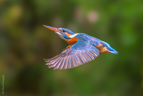 IJsvogeltje in de vlucht