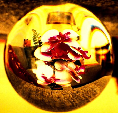 Glazenbol fotografie.