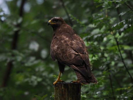 Buizerd