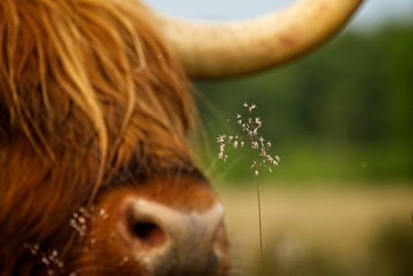 Schotse Hooglander en kwetsbare grasspriet