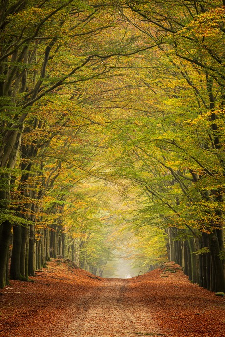 Autumn tree lane 