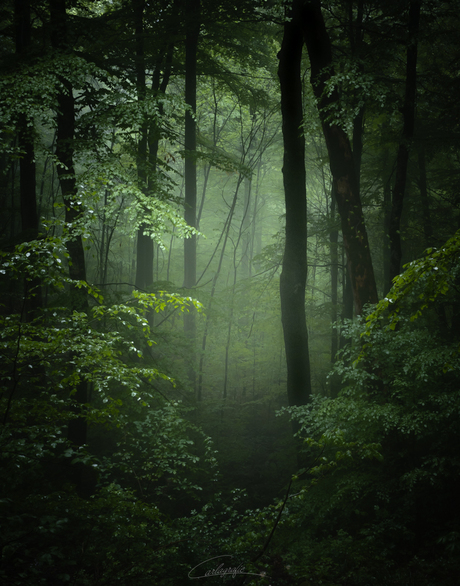 Foggy Forest